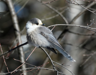 Gray Jay in Winter 