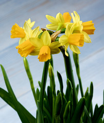 Obraz premium Wild Yellow Daffodils