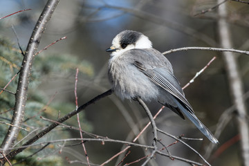 Gray Jay in Winter 