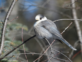 Gray Jay