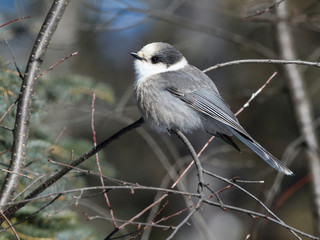 Fototapeta premium Gray Jay