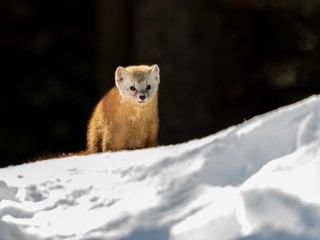 Pine Marten in Winter