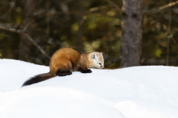 Pine Marten