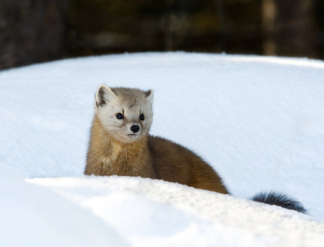 Pine Marten In Winter