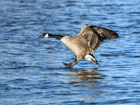 Canada Goose Landing on Water