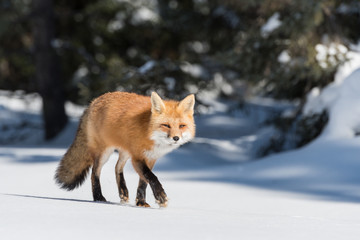Obraz premium Red Fox Walking on Snow in Winter