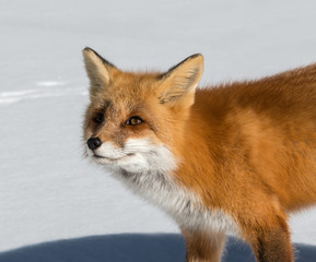 Red Fox Portrait in Winter