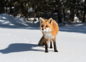 Red Fox Standing on Snow in Winter
