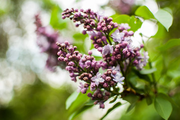 beautiful branch of lilac in the summer Park