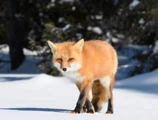 Naklejka na ściany i meble Red Fox Standing on Snow in Sunny Winter Day