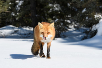 Obraz premium Red Fox Walking on Snow in Winter