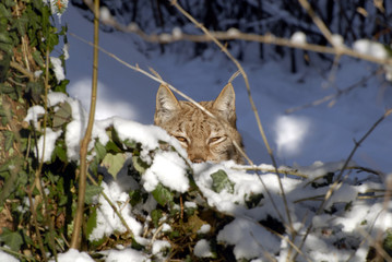 Luchs versteckt sich