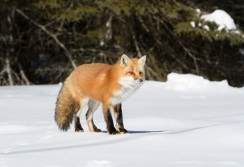 Red Fox Standing on Snow in Winter