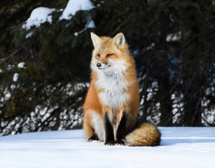 Red Fox Sitting on Snow in Sunny Winter Day