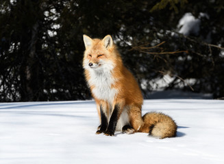 Fototapeta premium Red Fox Sitting on Snow in Sunny Winter Day
