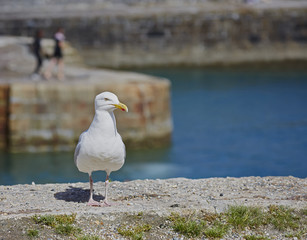 Herring Gull