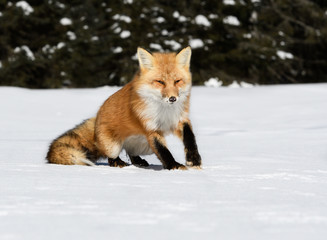 Red Fox Sitting on Snow in Sunny Winter Day