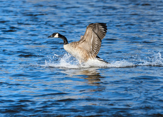 Canada Goose Taking Off from Water