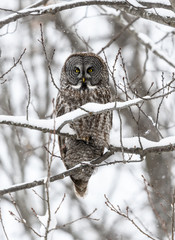 Great Gray Owl in Winter