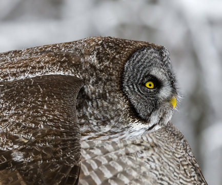 Great Gray Owl in Flight Portrait