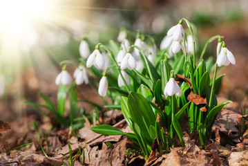 Beautiful snowdrops in sunny spring forest on bokeh background