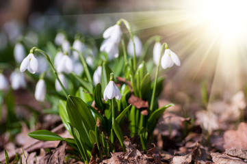 Beautiful snowdrops in sunny spring forest on bokeh background