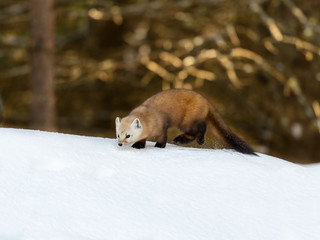 Pine Marten in Winter