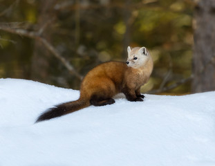 Pine Marten in Winter