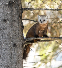 Obraz premium Pine Marten in Winter