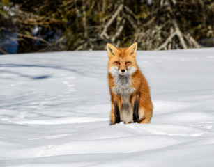 Red Fox Sitting on Snow in Sunny Winter Day