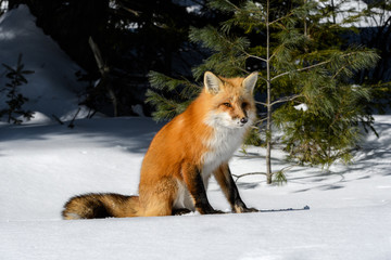 Red Fox Sitting on Snow