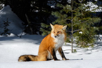 Fototapeta premium Red Fox Sitting on Snow in Winter