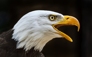 bald eagle haliaeetus leucocephalus