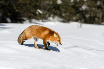 Red Fox Walking on Snow in Winter