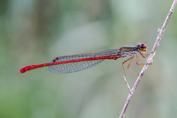 Dragonfly
