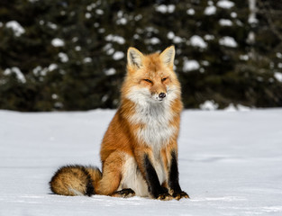 Red Fox Sitting on Snow