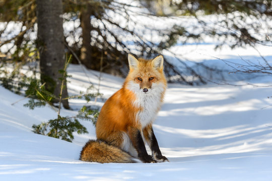 Fototapeta Red Fox Sitting on Snow