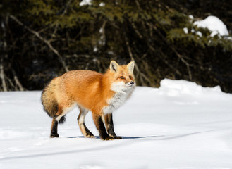 Naklejka na ściany i meble Red Fox Standing on Snow in Winter