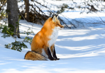 Red Fox Sitting on Snow in Winter