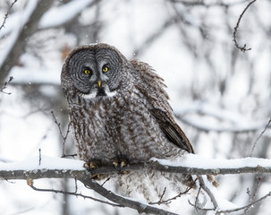 Great Gray Owl Perched in Trees