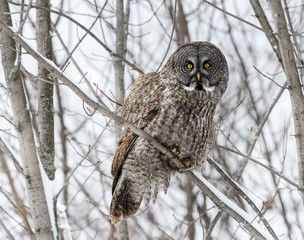 Great Gray Owl in Winter