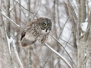 Great Gray Owl Perched in Trees