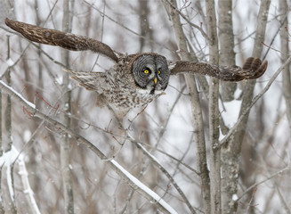 Great Gray Owl in Flight
