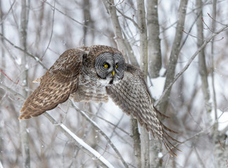 Great Gray Owl in Flight