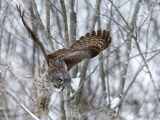 Great Gray Owl in Flight