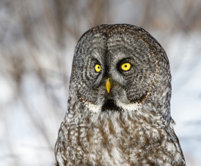 Great Gray Owl Portrait