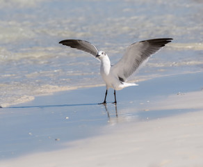 Laughing Gull Standing on the Beach with Open Wings