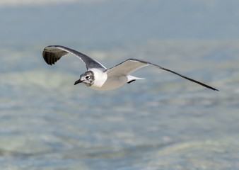 Laughing Gull  in Flight over Ocean