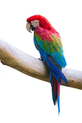 Fotobehang Papegaai macow bird