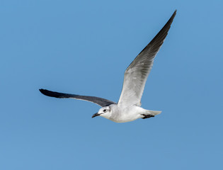 Laughing Gull in Flight on Blue Sky